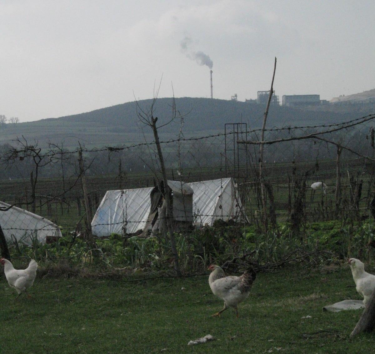 Chickens in Turkey with smokestack in background